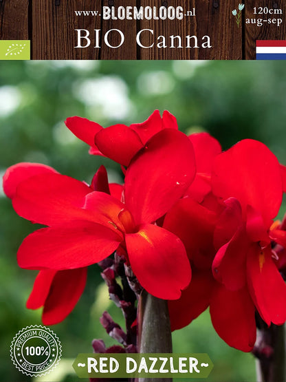 Bio Canna 'Red Dazzler'- close up van Rode Canna