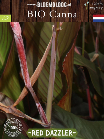 Bio Canna 'Red Dazzler' - close up van het rode blad