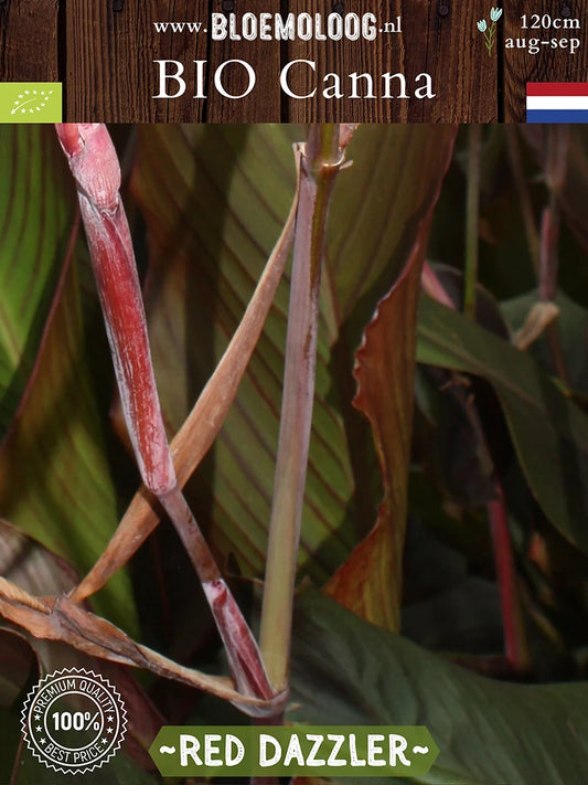 Bio Canna 'Red Dazzler' - close up van het rode blad