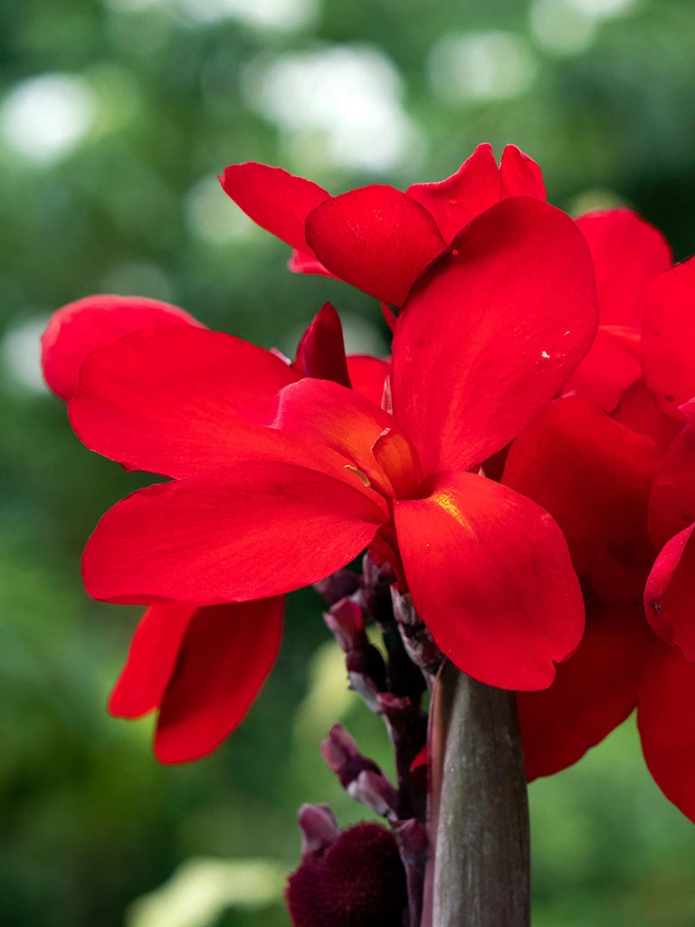 Bio Canna 'Red Dazzler' - Rode Canna zonder frame