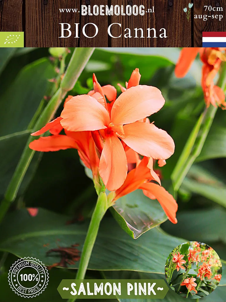 Bio Canna 'Salmon Pink' - Zalmroze bloemriet close up