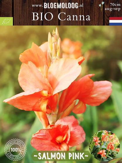 Bio Canna 'Salmon Pink' - Zalmroze bloemriet close up 2