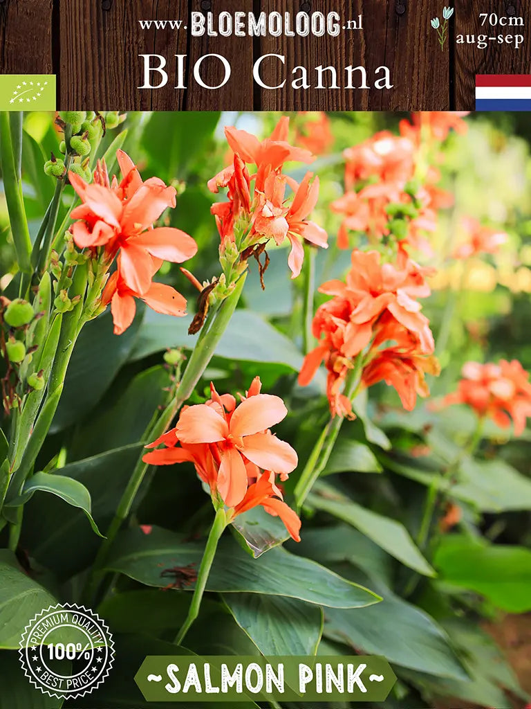 Bio Canna 'Salmon Pink' - Zalmroze bloemriet