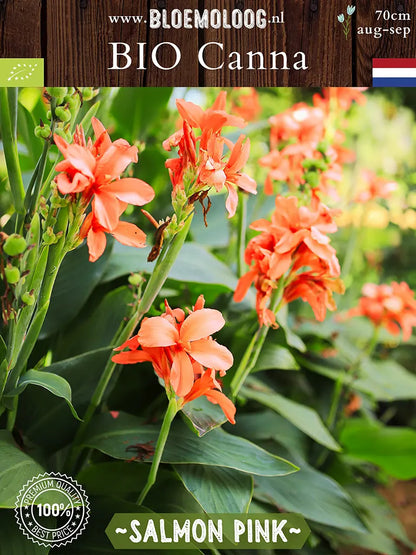 Bio Canna 'Salmon Pink' - Zalmroze bloemriet