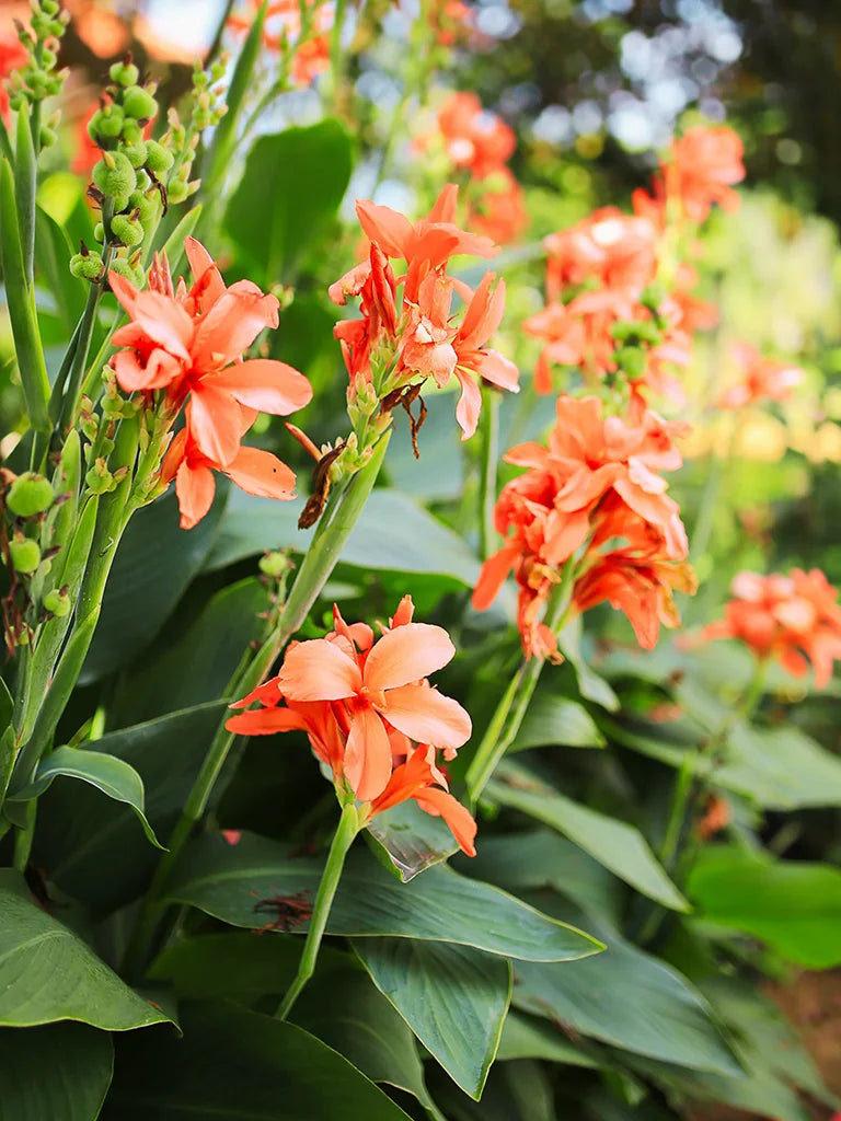 Bio Canna 'Salmon Pink' - Zalmroze bloemriet zonder frame