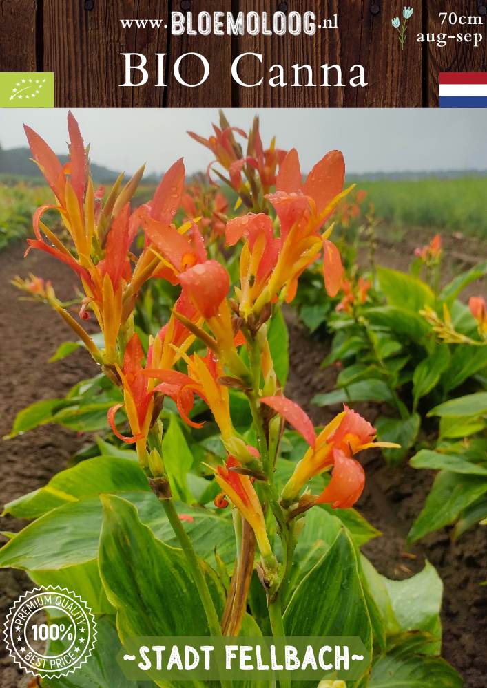 Biologische Canna 'Stadt Fellbach' – Geel/oranje bloemriet voor een kleurrijke en duurzame tuin | Bloemoloog