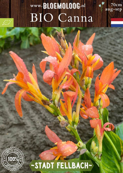 Biologische Canna 'Stadt Fellbach' – Geel/oranje bloemriet voor een kleurrijke en duurzame tuin | Bloemoloog