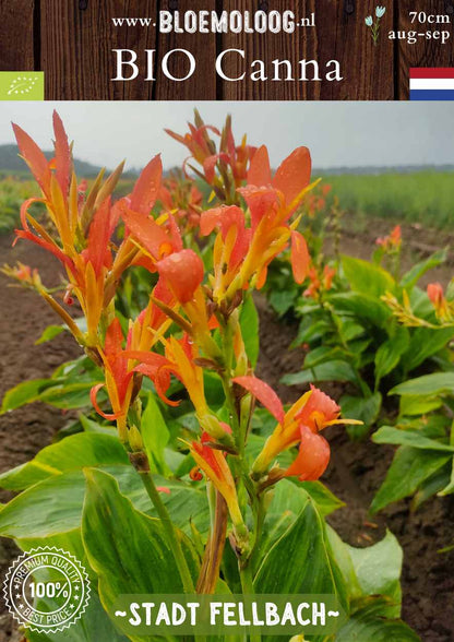 Bio Canna 'Stadt Fellbach' biologisch geel oranje bloemriet Bloemoloog