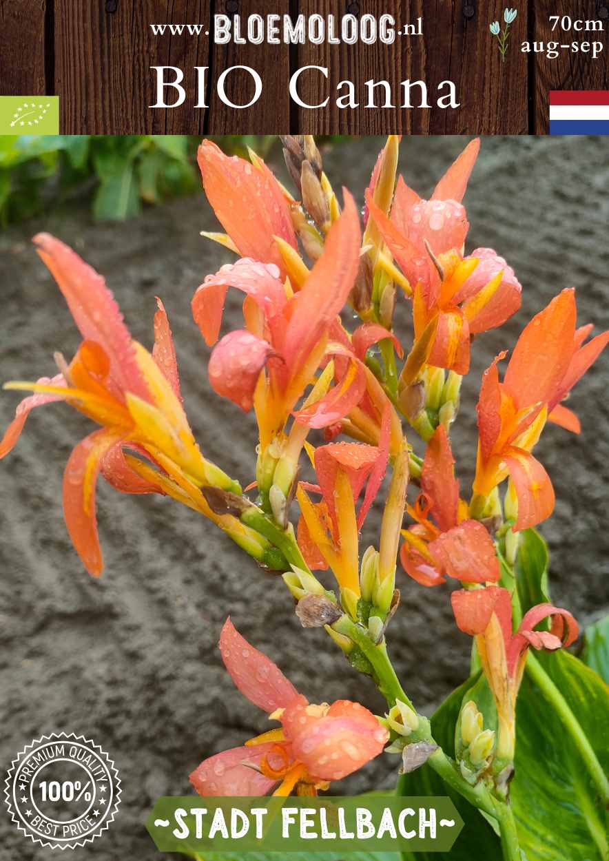 Bio Canna 'Stadt Fellbach' biologisch geel oranje bloemriet Bloemoloog