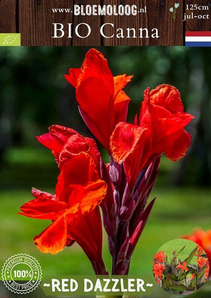 Bio Canna indica 'Red Dazzler' biologische rode Indisch bloemriet met roodgroen blad - Bloemoloog