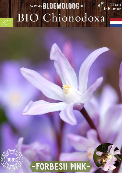 Bio Chionodoxa forbesii 'Pink' – Biologische grote sneeuwroem met roze bloemen, stinzenplant | Bloemoloog