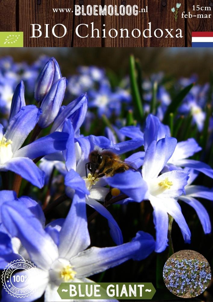 Bio Chionodoxa 'Forbesii' Blue Giant – Biologische grote sneeuwroem met blauw-witte bloemen, stinzenplant | Bloemoloog