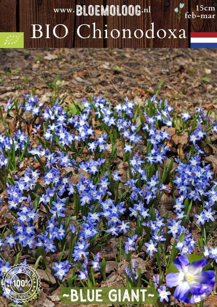 Bio Chionodoxa 'Forbesii' Blue Giant – Biologische grote sneeuwroem met blauw-witte bloemen, stinzenplant | Bloemoloog