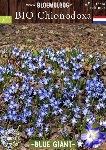 Bio Chionodoxa 'Forbesii' Blue Giant – Biologische grote sneeuwroem met blauw-witte bloemen, stinzenplant | Bloemoloog