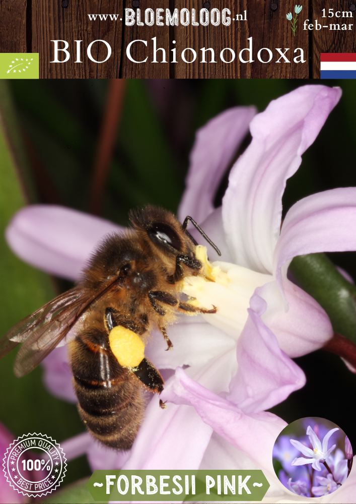 Bio Chionodoxa forbesii 'Pink' – Biologische grote sneeuwroem met roze bloemen, stinzenplant | Bloemoloog