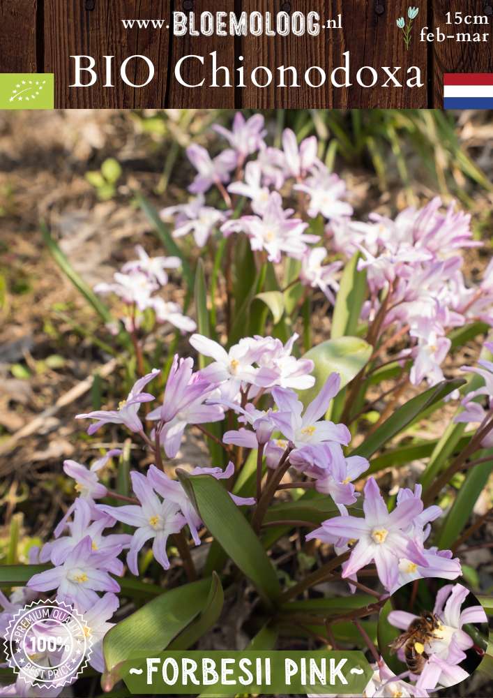 Bio Chionodoxa forbesii 'Pink' – Biologische grote sneeuwroem met roze bloemen, stinzenplant | Bloemoloog