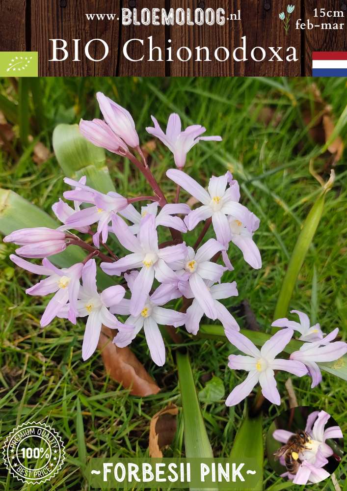 Bio Chionodoxa forbesii 'Pink' – Biologische grote sneeuwroem met roze bloemen, stinzenplant | Bloemoloog