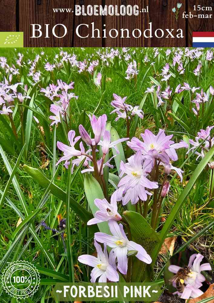 Bio Chionodoxa forbesii 'Pink' – Biologische grote sneeuwroem met roze bloemen, stinzenplant | Bloemoloog