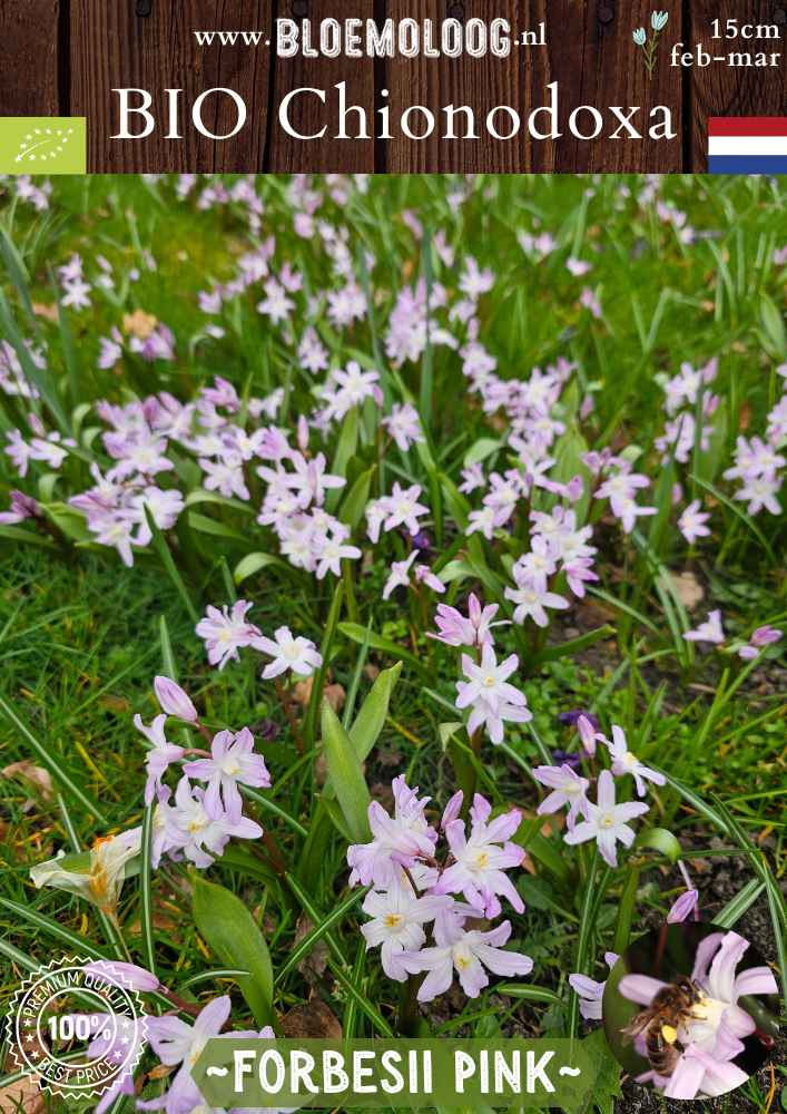 Bio Chionodoxa forbesii 'Pink' – Biologische grote sneeuwroem met roze bloemen, stinzenplant | Bloemoloog