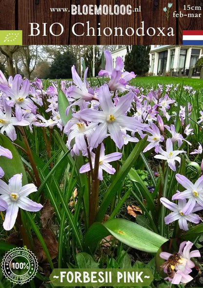 Bio Chionodoxa forbesii 'Pink' – Biologische grote sneeuwroem met roze bloemen, stinzenplant | Bloemoloog