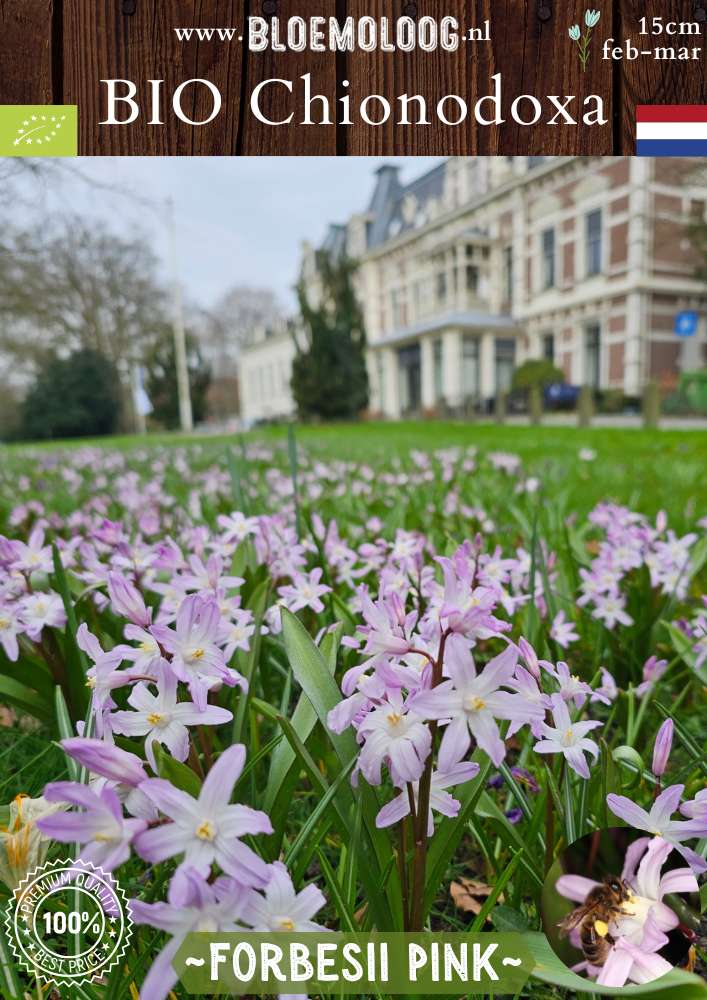 Bio Chionodoxa forbesii 'Pink' – Biologische grote sneeuwroem met roze bloemen, stinzenplant | Bloemoloog