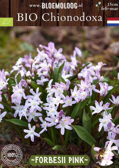 Bio Chionodoxa forbesii 'Pink' – Biologische grote sneeuwroem met roze bloemen, stinzenplant | Bloemoloog