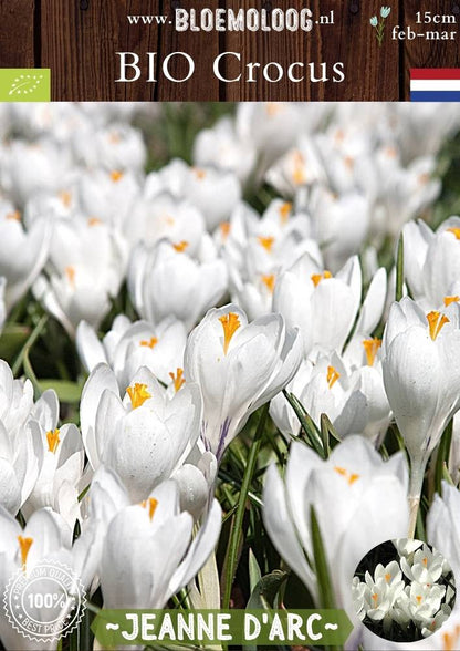 Bio Crocus 'Jeanne d'Arc' - Biologische witte bonte krokus | Bloemoloog