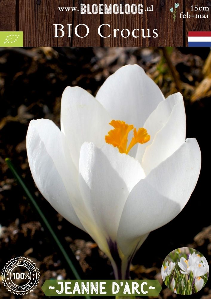 Bio Crocus 'Jeanne d'Arc' - Biologische witte bonte krokus | Bloemoloog