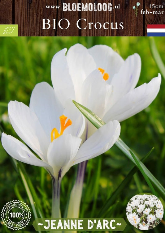 Bio Crocus 'Jeanne d'Arc' - Biologische witte bonte krokus | Bloemoloog