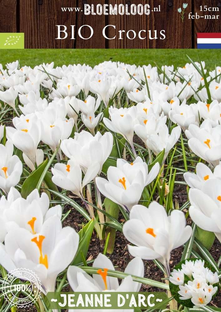 Bio Crocus 'Jeanne d'Arc' - Biologische witte bonte krokus | Bloemoloog