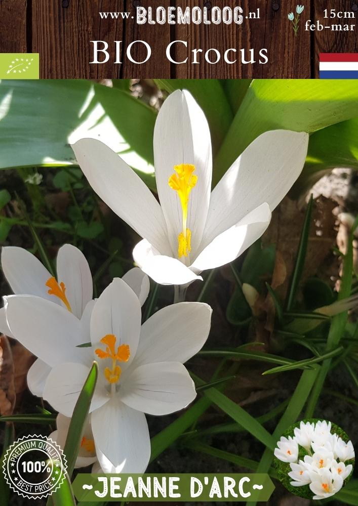 Bio Crocus 'Jeanne d'Arc' - Biologische witte bonte krokus | Bloemoloog