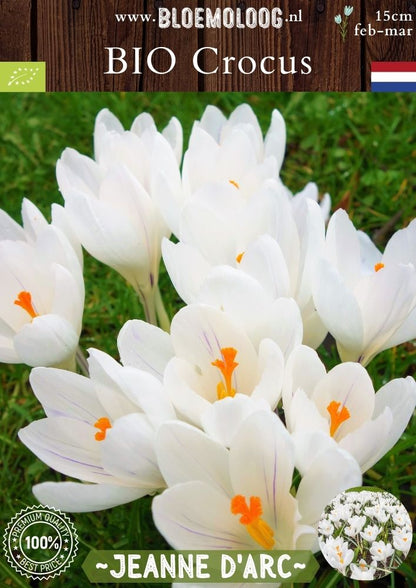 Bio Crocus 'Jeanne d'Arc' - Biologische witte bonte krokus | Bloemoloog