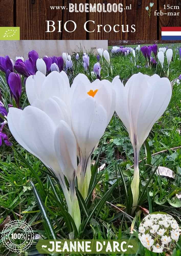 Bio Crocus 'Jeanne d'Arc' - Biologische witte bonte krokus | Bloemoloog