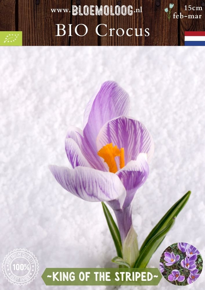 Bio Crocus 'King of the Striped' - Biologische paars-wit gestreepte bonte krokus | Bloemoloog