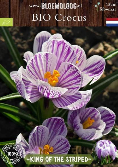 Bio Crocus 'King of the Striped' - Biologische paars-wit gestreepte bonte krokus | Bloemoloog