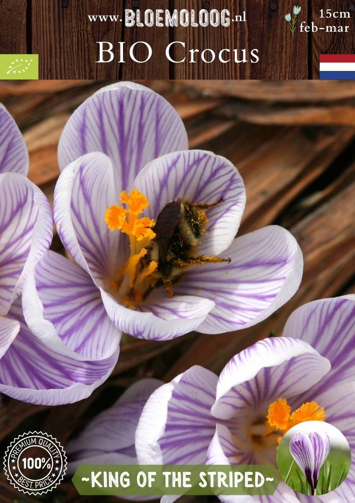 Bio Crocus 'King of the Striped' - Biologische paars-wit gestreepte bonte krokus | Bloemoloog