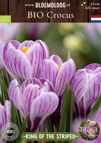 Bio Crocus 'King of the Striped' - Biologische paars-wit gestreepte bonte krokus | Bloemoloog