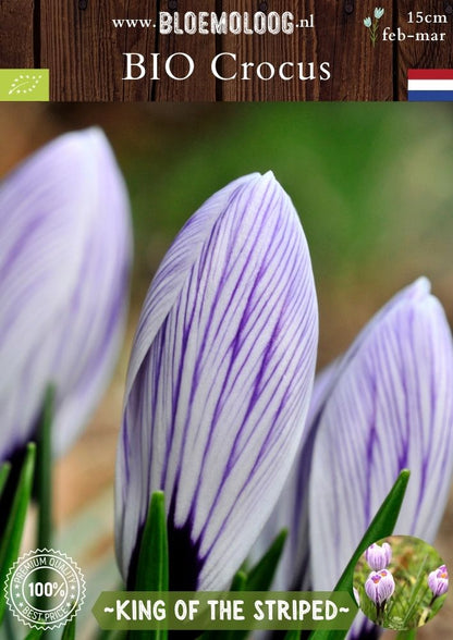 Bio Crocus 'King of the Striped' - Biologische paars-wit gestreepte bonte krokus | Bloemoloog