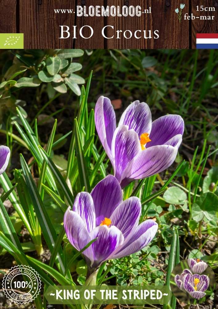 Bio Crocus 'King of the Striped' - Biologische paars-wit gestreepte bonte krokus | Bloemoloog