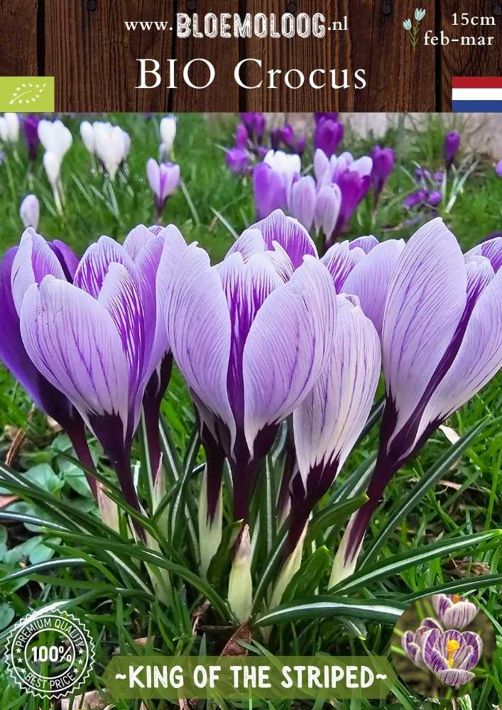 Bio Crocus 'King of the Striped' - Biologische paars-wit gestreepte bonte krokus | Bloemoloog