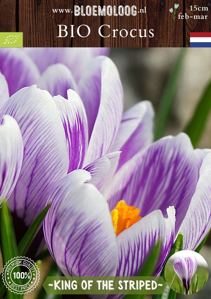 Bio Crocus 'King of the Striped' - Biologische paars-wit gestreepte bonte krokus | Bloemoloog