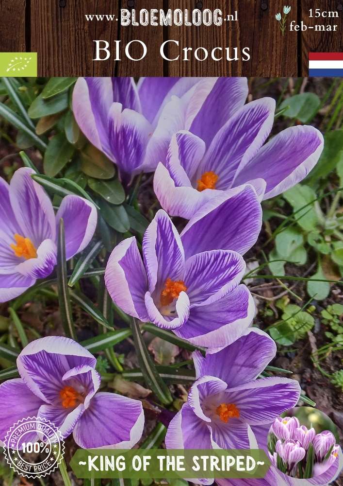 Bio Crocus 'King of the Striped' - Biologische paars-wit gestreepte bonte krokus | Bloemoloog