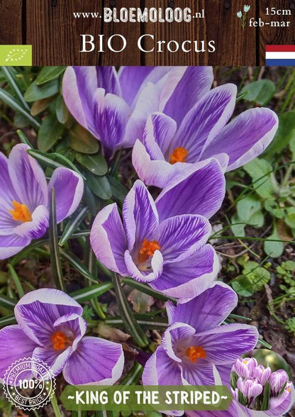 Bio Crocus 'King of the Striped' - Biologische paars-wit gestreepte bonte krokus | Bloemoloog