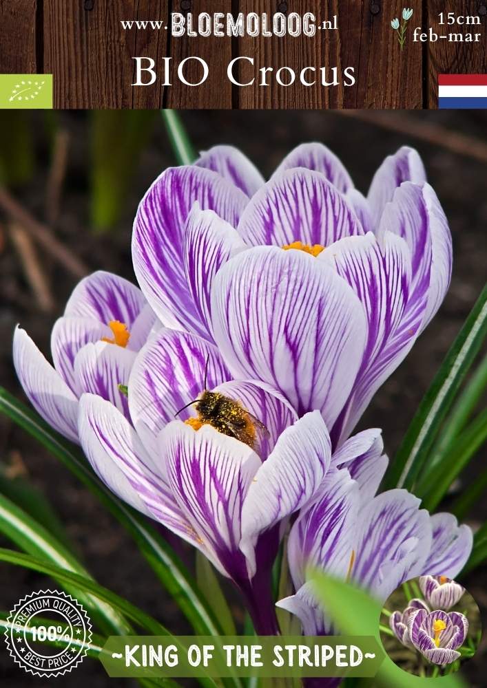 Bio Crocus 'King of the Striped' - Biologische paars-wit gestreepte bonte krokus | Bloemoloog