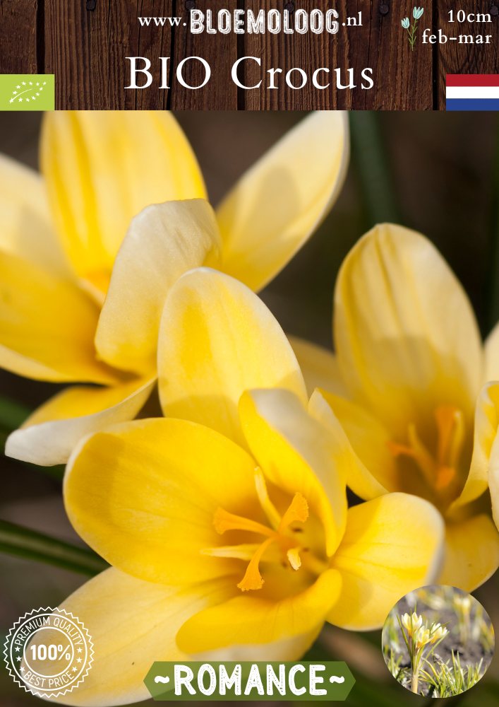 Bio Crocus 'Romance' - Biologische lichtgele botanische krokus | Bloemoloog