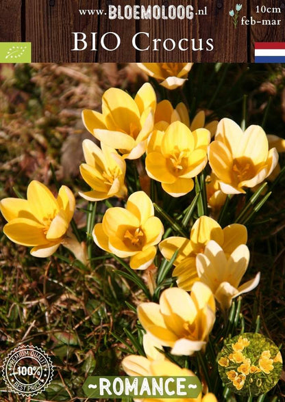 Bio Crocus 'Romance' - Biologische lichtgele botanische krokus | Bloemoloog