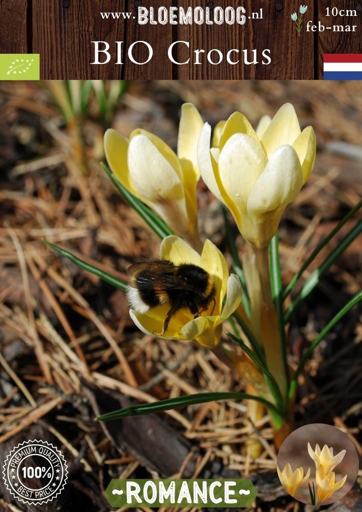 Bio Crocus 'Romance' - Biologische lichtgele botanische krokus | Bloemoloog