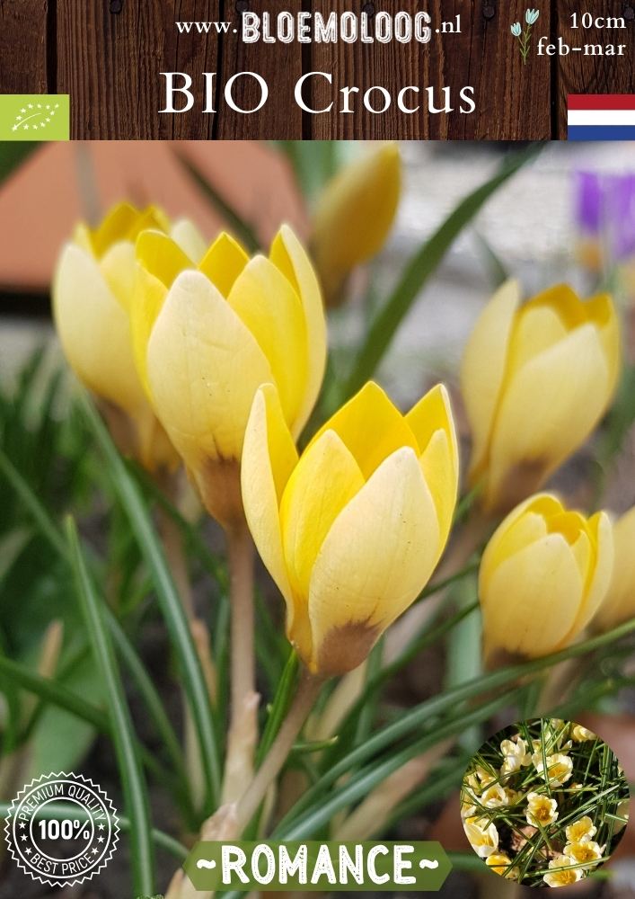 Bio Crocus 'Romance' - Biologische lichtgele botanische krokus | Bloemoloog