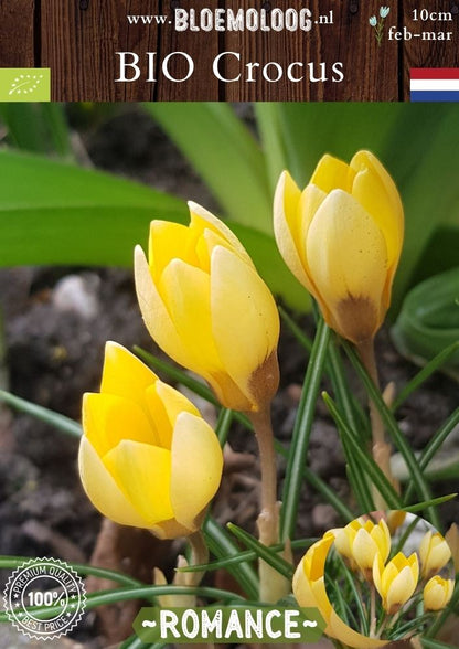 Bio Crocus 'Romance' - Biologische lichtgele botanische krokus | Bloemoloog