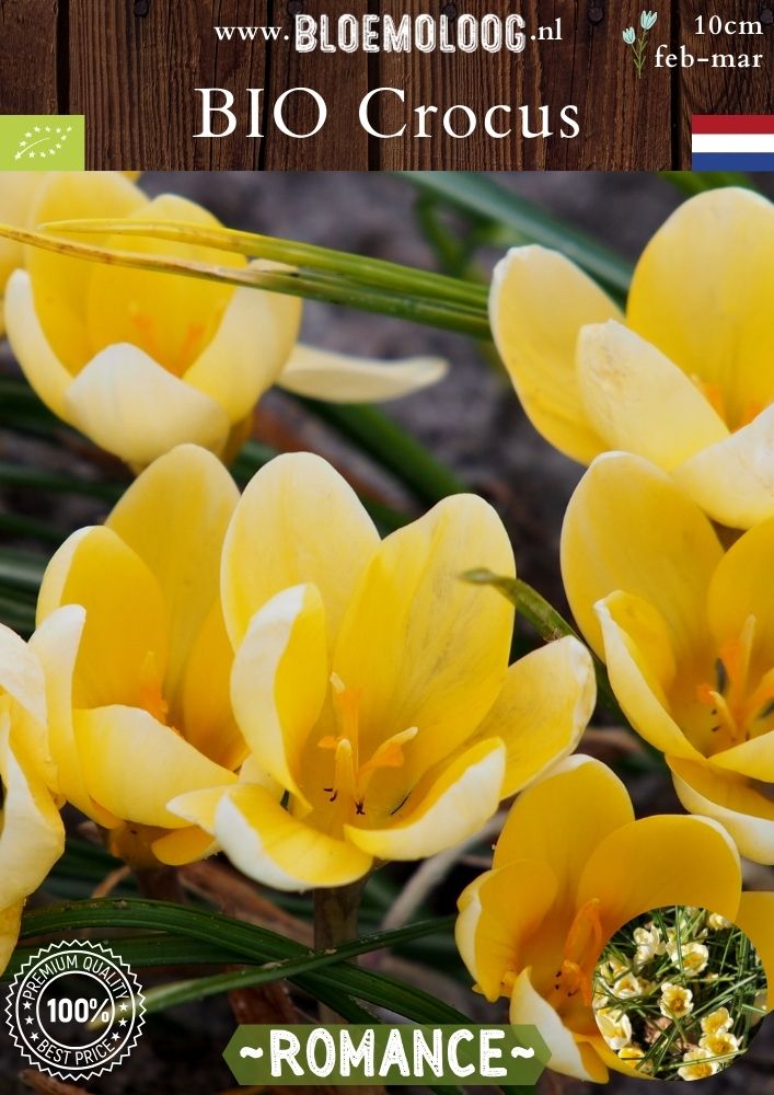 Bio Crocus 'Romance' - Biologische lichtgele botanische krokus | Bloemoloog